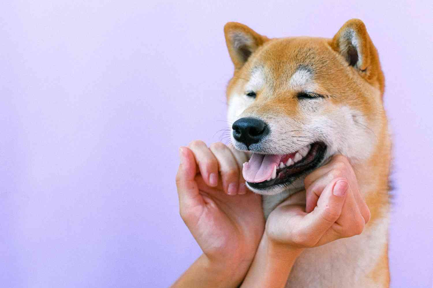 Top Pet Insurance Companies of 2024 Revealed