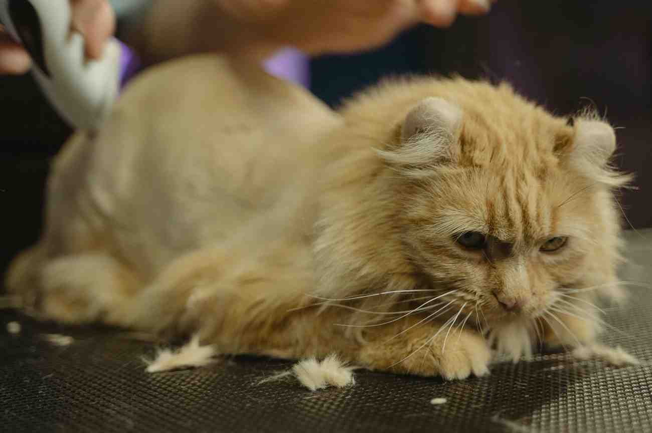Essential Insurance for Your Pet Care Business